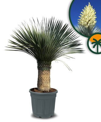 Palme - Yucca Rostrata 60-70  cm Stammhöhe