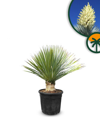 Palme - Yucca Rostrata - 15-20cm Stammhöhe