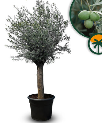 Olivenbaum - Olea Europaea - 50 Jahre alter Baum