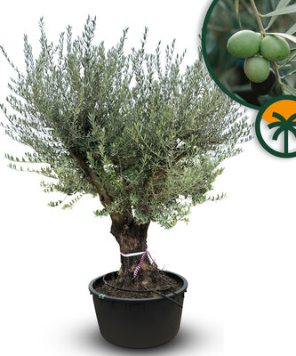 verzweigte Olivenbaum - Olea Europaea - 90 Jahre alter Baum