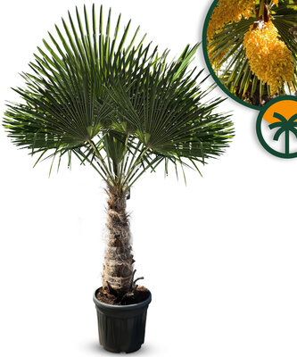 Palme - Trachycarpus Fortunei