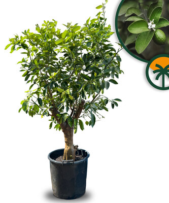 Zitrusbaum - Limettenbaum XL