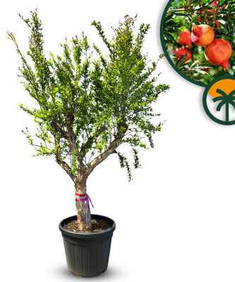 Zitrusbaum - Granatapfelbaum XXL