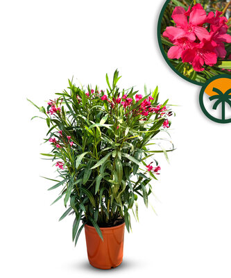 Rote Oleander - Nerium Oleander 80-100 cm