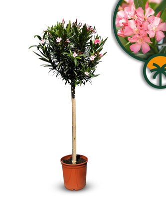 Rosa Oleander auf Stamm - Nerium Oleander 140-160 cm