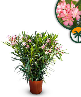 Rosa Oleander - Nerium Oleander 80-100 cm