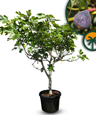 Feigenbaum - Ficus Carica - Cuello de dama blanca - 30-jähriger Baum