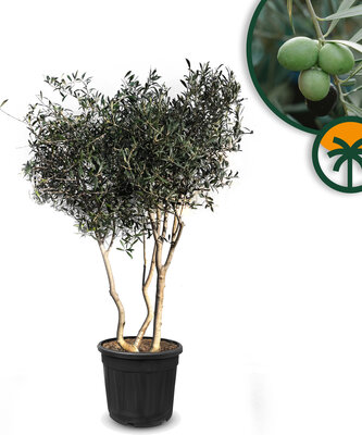  Olivenstrauch Multistamm - Olea Europaea - Winterhart - 180-200 cm