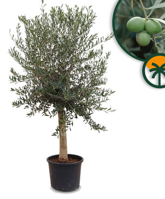 Olea Europaea - Olivenbaum mit glatter stamm - 30 Jahre alter Baum