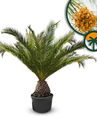 Palme - Phoenix Canariensis XL
