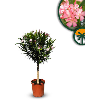 Rosa Oleander auf Stamm - Nerium Oleander 100-120 cm