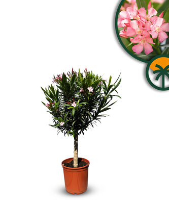 Rosa Oleander auf Stamm - Nerium Oleander 90-110 cm