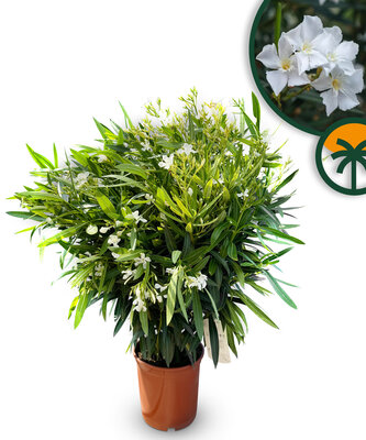 Weißer Oleander - Nerium Oleander 100-120 cm