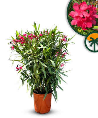 Roter Oleander - Nerium Oleander 100-120 cm