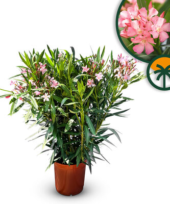 Rosa Oleander - Nerium Oleander 100-120 cm