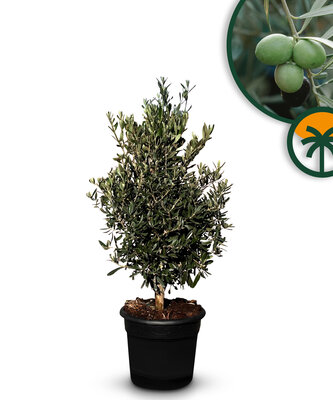  Olivenstrauch - Olea Europaea - Winterhart - 100-120 cm
