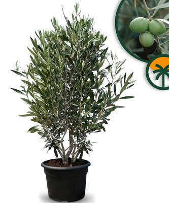  Olivenstrauch - Olea Europaea - Winterhart - 140-160 cm