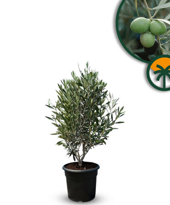  Olivenstrauch - Olea Europaea - Winterhart - 80-100 cm
