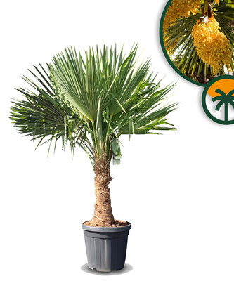 Palme - Trachycarpus Fortunei
