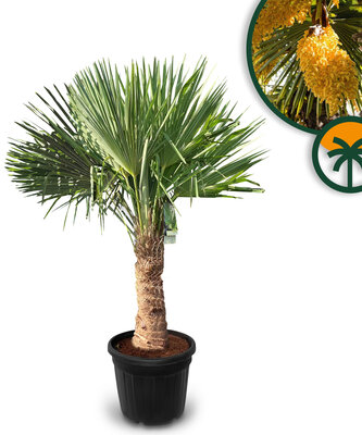 Palme - Trachycarpus Fortunei