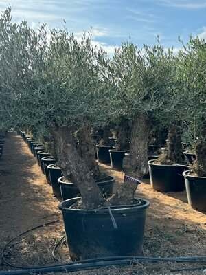 Olea Europea - Olivenbaum Bonsai - Doppelter Stamm