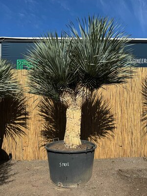 Palme - Yucca Rostrata 4-köpfig - Stammhöhe 100 cm - Gesamthöhe 230 cm