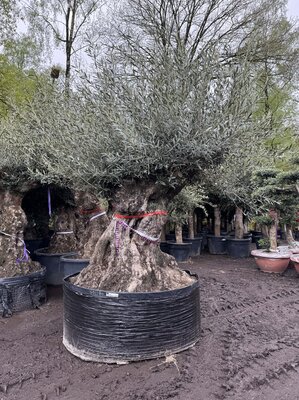 Olea Europea - Olivenbaum Bonsai - 350 Jahre alter Baum