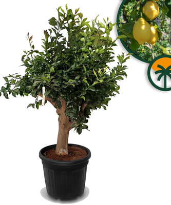 Zitrusbaum - Zitronenbaum Größe XXL