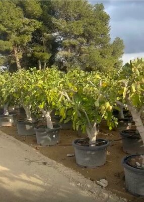 Feigenbaum – Ficus Carica Calabacita Blanca – 40 Jahre alter Baum