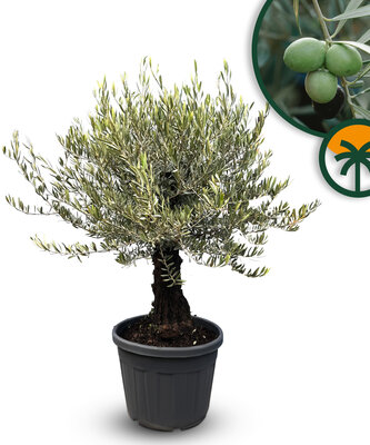 Olea Europea - Olivenbaum Bonsai - 50 Jahre alter Baum