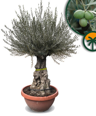 Olea Europea - Olea Europaea - Olivenbaum Bonsai in Deco-schale - 100 Jahre alter Baum