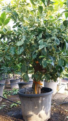 Zitrusbaum - Tiger-Zitronenbaum XL