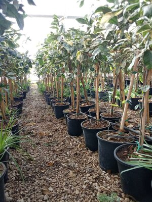 Zitrusbaum - Tiger-Zitronenbaum 100 cm