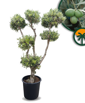 Olivenbaum Pom pon multi - Olea Europaea 