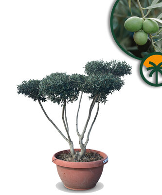 Olivenbaum Pom pon in Dekoschale - Olea Europaea 