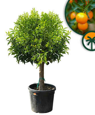 Zitrusbaum - Mandarinenbaum - Citrus Recticulata XL