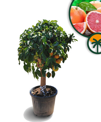 Zitrusbaum – Grapefruitbaum – Citrus Paradisi XL