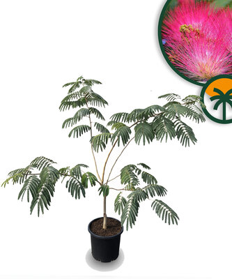 Seidenbaum -  Albizia julibrissin 'Ombrella' - Multistamm