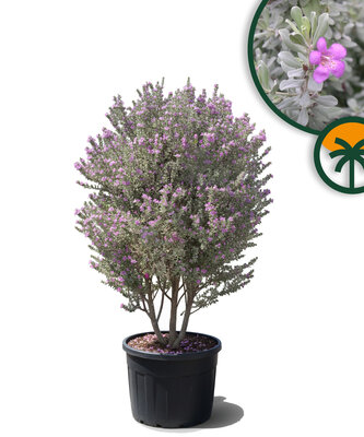 Leucophyllum frutescens -  Texas Sage - 200 cm 