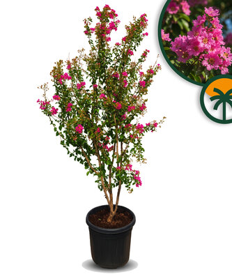 Lagerstroemia indica (Indischer Flieder) – Multistamm – 200 cm - Rosa Blumen