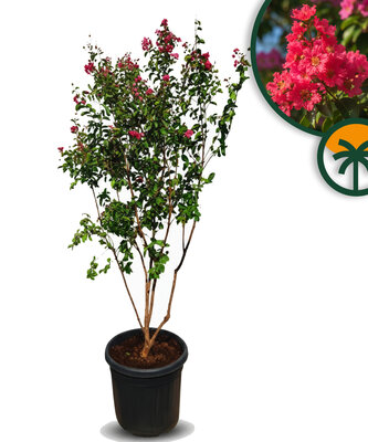 Lagerstroemia indica (Indischer Flieder) – Multistamm – 200 cm - Rote Blumen