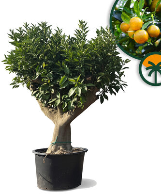 Zitrusbaum – Orangenbaum – Citrus sinensis XXL