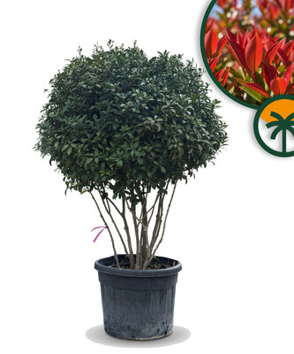 Photinia fraseri ‘Red Robin’ – mehrstämmiger Baum – Glanzmispel  220 cm