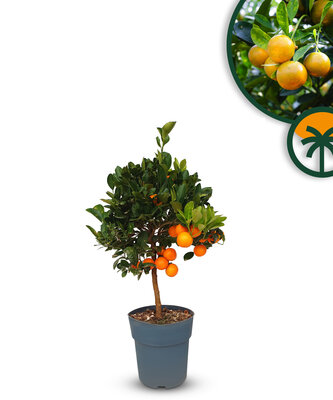 Zitrusbaum - Orangenbaum - Citrus Calamondin 90 cm