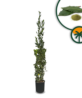 Lorbeer in Strauchform – Laurus Nobilis – Höhe 160 cm