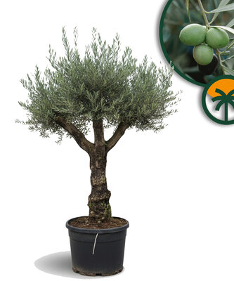 Olivenbaum – verzweigte Olea europaea – Bonsai – 80 Jahre alter Baum