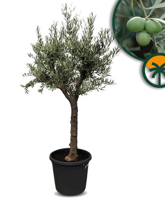 Olivenbaum – Verzweigte Olea europaea – 30 Jahre alter Baum