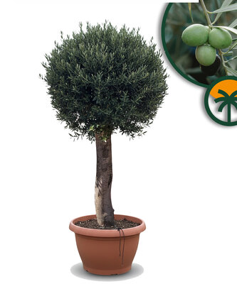 Olivenbaum – Olea europaea – in Kugelform – 40 Jahre alter Baum im Dekotopf