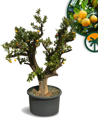 Zitrusbaum – Orangenbaum – Citrus sinensis XXXL