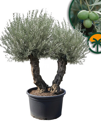 Olea Europea - Olivenbaum Bonsai - Doppelter Stamm